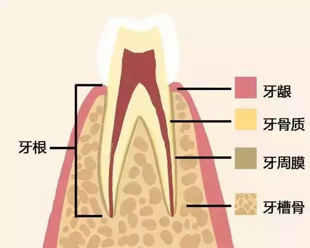 牙齒好，就是財(cái)富！